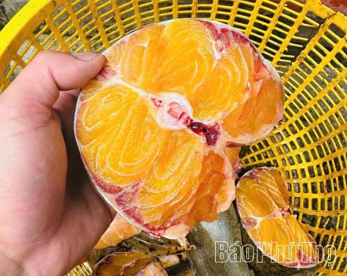 Thịt cá chiên có màu vàng đặc trưng, vị thơm, không tanh và có thể chế biến được hàng chục món ăn độc đáo. 