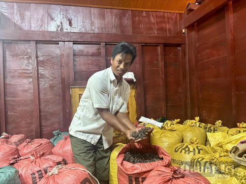 Ông Hồ Ái Béc phấn khởi vì cà phê được mùa, được giá - Ảnh: K.L