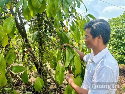 Xã A Dơi có chủ trương phát triển cây cà phê trở thành một trong những mũi nhọn của ngành nông nghiệp địa phương-Ảnh: K.L
