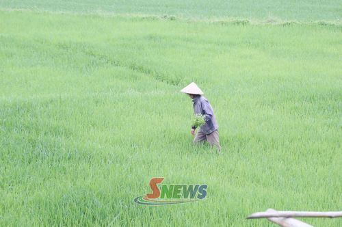 Nông dân thôn Dồm Cang 2, xã Púng Bánh tỉa dặm lúa mùa giai đoạn đẻ nhánh.