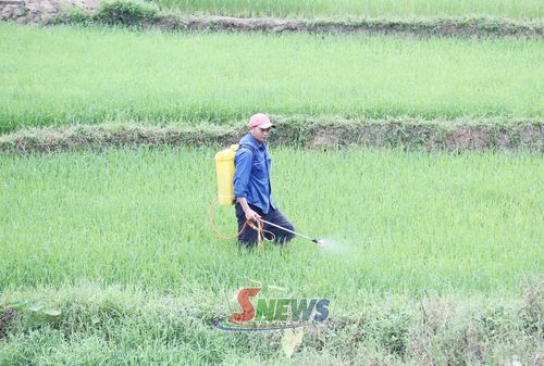 Nông dân thôn Púng Bánh 3, xã Púng Bánh phun thuốc bảo vệ thực vật.