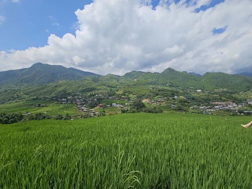 Màu xanh của lúa, của rừng cây, của trời xanh tạo nên một bức tranh sinh động. Ảnh: Tuệ Nhi