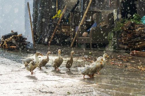 Phản xạ tâm lý ít bị ảnh hưởng bởi thời tiết. Ảnh minh họa.