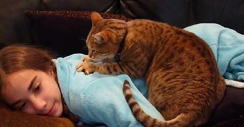 Ngay từ khi còn là mèo con, hành động “nhào bột” đã xuất hiện như một phản xạ tự nhiên. Ảnh minh họa.