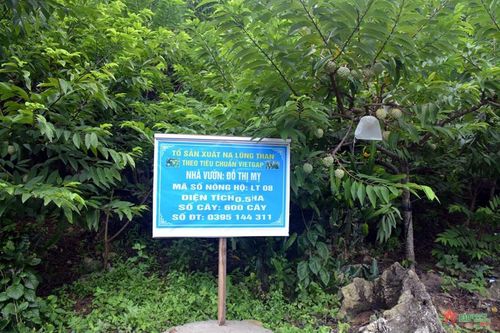 Một vườn na ở Chi Lăng, Lạng Sơn được cấp mã số vùng trồng. Ảnh minh họa: Quân đội Nhân dân