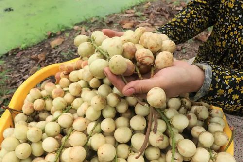Quả dâu Hạ Châu có màu vàng nhạt khi chín, ruột màu trắng sữa, vị ngọt thanh, pha chút chua dịu. Ảnh: Thu Hiền - TTXVN