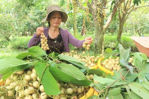 Do vài năm gần đây diện tích dâu Hạ Châu giảm nên dâu Hạ Châu thường được thương lái thu mua với giá cao, từ 10.000 – 20.000 đồng/kg tùy thời điểm. Ảnh: Thu Hiền – TTXVN
