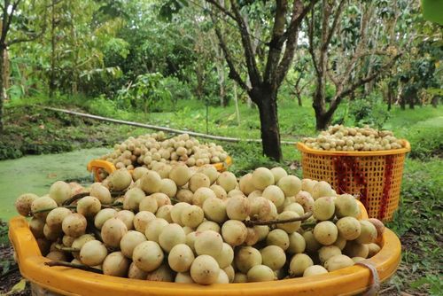 Dâu Hạ Châu cho năng suất khoảng 2- 2,5 tấn/công (1.000m2) tùy năm tuổi của cây. Ảnh: Thu Hiền - TTXVN