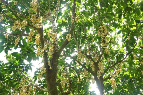 Hàng năm, dâu Hạ Châu cho thu hoạch trái từ tháng 5 đến giữa tháng 10 âm lịch (chính vụ khoảng tháng 7, tháng 8). Ảnh: Thu Hiền – TTXVN
