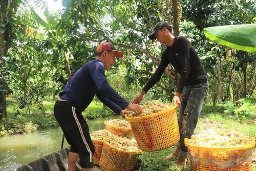 Thời gian qua, dâu Hạ Châu không chỉ được tiêu thụ mạnh tại thành phố mà còn được người tiêu dùng tại nhiều tỉnh, thành trong nước ưa chuộng. Ảnh: Thu Hiền – TTXVN