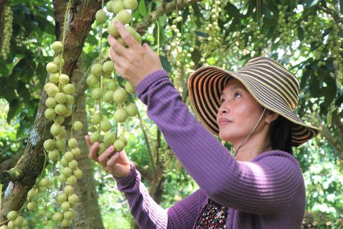 Gia đình chị Lê Ngọc Bích hiện là một trong số ít hộ còn trồng dâu Hạ Châu ở xã Nhơn Ái. Ảnh: Thu Hiền – TTXVN