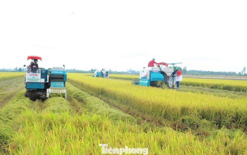 Thu hoạch lúa trên cánh đồng Đề án 1 triệu ha lúa chất lượng cao.