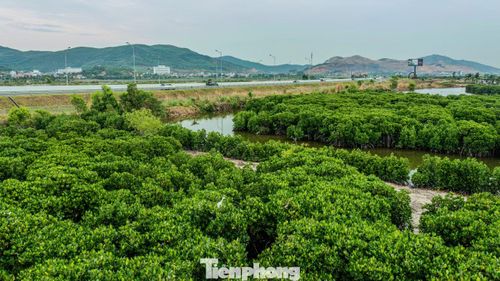 Đây là một trong những rừng ngập mặn tự nhiên có diện tích lớn của tỉnh Quảng Ninh, nằm ngay ven bờ vịnh Hạ Long.