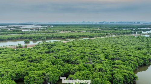 Để bảo tồn giá trị của rừng ngập mặn này, mới đây, một doanh nghiệp Việt Nam đã đề xuất biến rừng ngập mặn này thành khu công viên sinh thái, có tổng vốn đầu tư khoảng 18 tỷ USD, nằm trên hai phường Tuần Châu và Hà An, tỉnh Quảng Ninh.