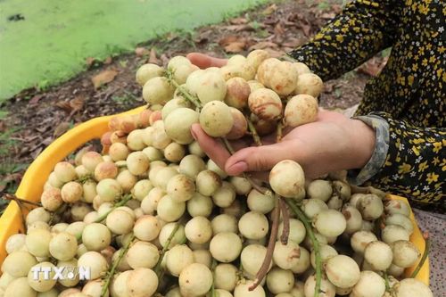 Quả dâu Hạ Châu có màu vàng nhạt khi chín, ruột màu trắng sữa, vị ngọt thanh, pha chút chua dịu. (Ảnh: Thu Hiền/TTXVN)