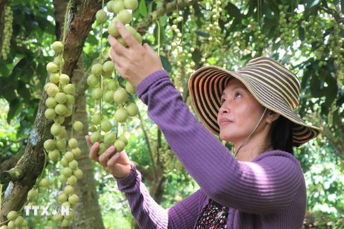 Gia đình chị Lê Ngọc Bích hiện là một trong số ít hộ còn trồng dâu Hạ Châu ở xã Nhơn Ái. (Ảnh: Thu Hiền/TTXVN)