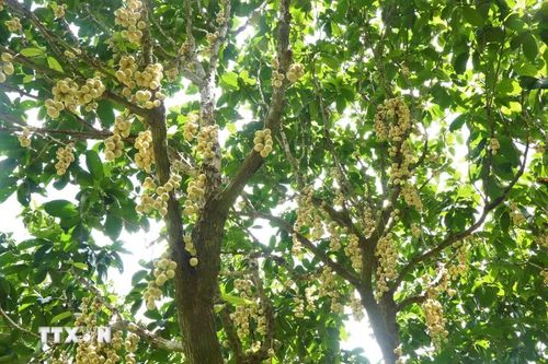 Hàng năm, dâu Hạ Châu cho thu hoạch trái từ tháng 5 đến giữa tháng 10 âm lịch (chính vụ khoảng tháng 7, tháng 8). (Ảnh: Thu Hiền/TTXVN)