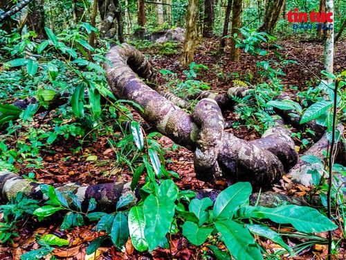 Nơi rừng nguyên sinh với nhiều màu xanh hòa quyện, tạo nên hệ sinh thái độc đáo và sức hút rất riêng.