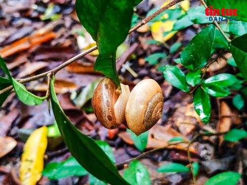 Thảm động vật của khu rừng này cũng khá phong phú để du khách tìm hiểu.