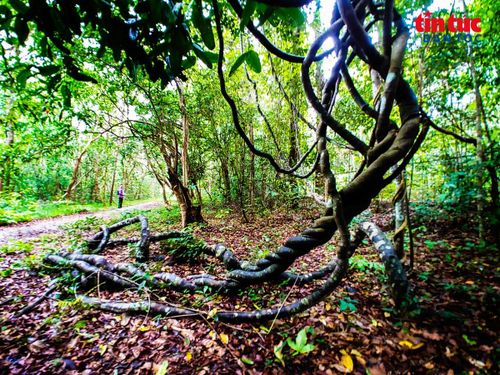 Các vòm tràm phủ kín dây leo, con đường mòn ngập lá khô lưa thưa nắng, nơi đây được nhiều bạn trẻ ví như một "khu rừng cổ tích".