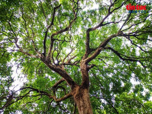 Tán rừng lòa xòa, chỉ chừa lại vài khoảng sáng để nắng len xuống nền rừng, hòa lẫn mùi đất ẩm và nhựa cây sau cơn mưa đêm.