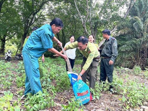 Lực lượng Kiểm lâm thả con kỳ đà hoa về rừng bảo vệ loài động vật nguy cấp, quý, hiếm.