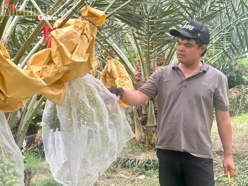 Nhân viên chăm sóc vườn kiểm tra những buồng chà là vừa đậu quả được bọc lưới để bảo vệ trong suốt quá trình phát triển.