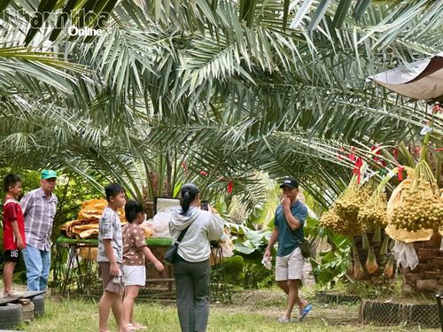 Vườn chà là trở thành điểm check-in thu hút du khách trong mùa thu hoạch.