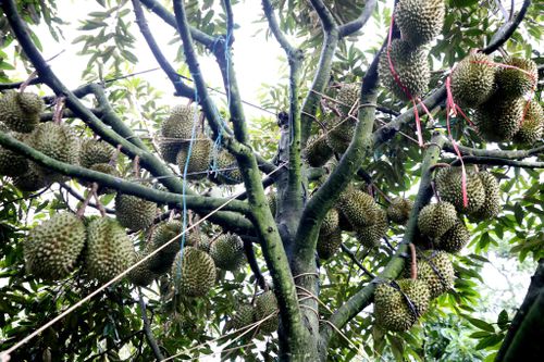 Sầu riêng sản xuất theo quy trình VietGAP cho trái đẹp, đều và chất lượng tốt