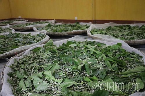 Những nong lá dâu tươi, đầy nhựa là nguồn thức ăn dồi dào và nơi tằm được nuôi trước khi hóa thân, tìm nơi làm tổ.
