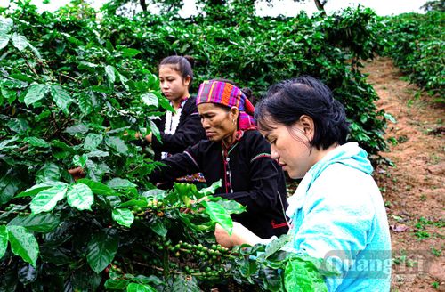 Người dân tộc thiểu số Bru-Vân Kiều, Pa Kô chăm sóc vườn cà phê Arabica - Ảnh: L.V.N