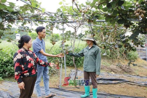 Nhà vườn Hương Yên chia sẻ kinh nghiệm chăm sóc cây kiwi cho các hộ dân trên địa bàn.