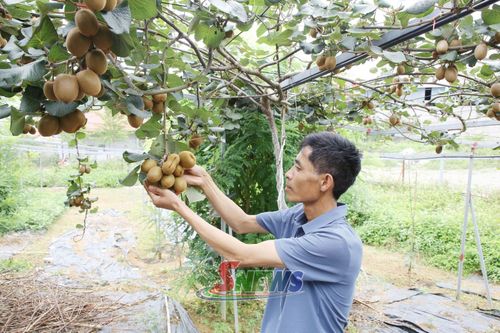 Mô hình trồng cây kiwi tại nhà vườn Hương Yên, tổ dân phố Pa Khen 3, phường Thảo Nguyên.