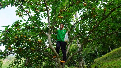 Những gốc lê to có thể cho thu hoạch từ 50-60kg quả mỗi vụ. Ảnh: Văn Huỳnh.