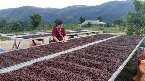 Hạt cà phê Khe Sanh được các HTX nâng tầm giá trị thông qua phát triển và khai thác hiệu quả sở hữu trí tuệ.