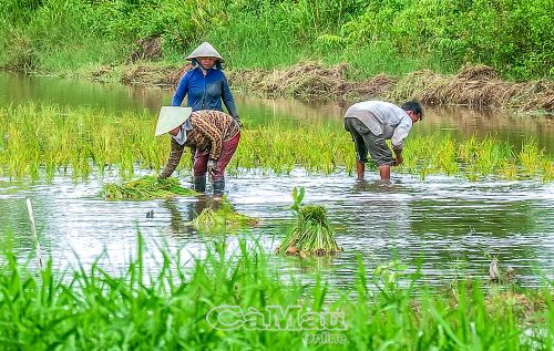 Những ruộng lúa xen canh trên đất trồng tràm giúp hộ nghèo có thêm lương thực và thu nhập.