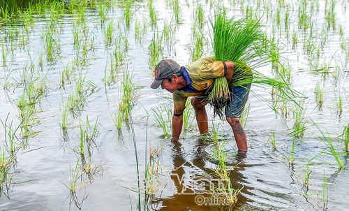 Ông Huỳnh Văn Khởi phấn khởi bên phần đất được ông Trần Văn Út cho mượn trồng lúa.