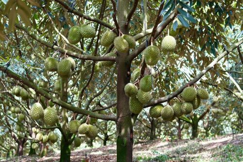 Việc cấp mã số vùng trồng theo định danh thửa đất được kỳ vọng giúp quản lý chính xác hơn và rút ngắn thời gian giải quyết hồ sơ.