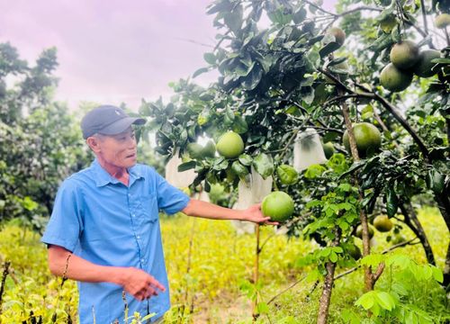 Các loại cây ăn quả đang được triển khai.