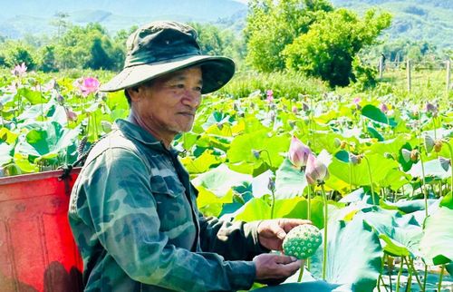 Mô hình trồng sen đem lại hiệu quả kinh tế cao.