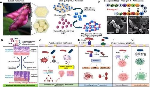 Cơ chế kháng virus của viên gôm đậu/kháng khuẩn protegrin-1 và HPV, Pg và Fn.