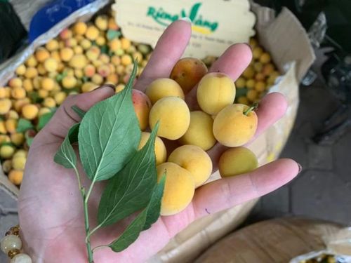 Giá bán mơ rừng dao động tùy thuộc vào thời điểm thu hoạch và chất lượng quả. (Ảnh: Rừng Vàng Tây Bắc)