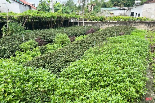Khu vườn trồng các loại rau gia vị của gia đình bà Phạm Thị Lý, thôn Đức Xá thường xuyên được chăm bón xanh tốt.