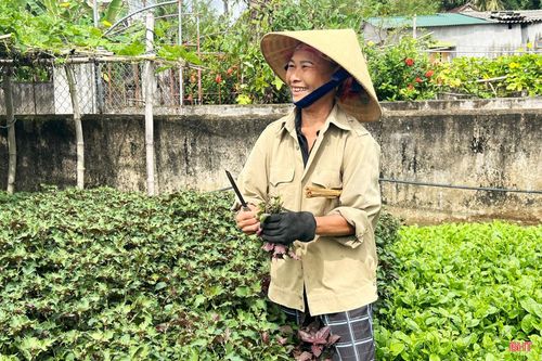 Bà Phạm Thị Lý có thu nhập thường xuyên nhờ bán các loại rau gia vị.