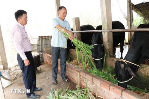 Anh Hứa Minh Xuyên (phải), xã Hàm Giang, chăm sóc đàn bò được đầu tư từ nguồn vốn tín dụng chính sách. (Ảnh: Thanh Hòa/TTXVN)