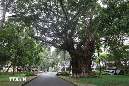 Cây đa cổ thụ trong khuôn viên Bảo tàng Đắk Lắk. (Ảnh: Kha Phạm/TTXVN)