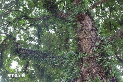 Mỗi thân cây cổ thụ là một "khu rừng thẳng đứng", nơi rêu, địa y, lan rừng và dương xỉ cùng sinh trưởng qua nhiều mùa mưa cao nguyên, trở thành một phần của bản sắc đô thị Buôn Ma Thuột. (Ảnh: Kha Phạm/TTXVN)