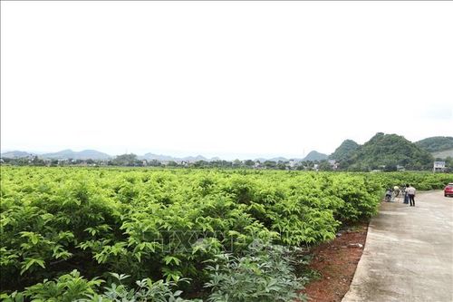 Những vườn na xanh mướt đến vụ thu hoạch là thành quả của sự dám nghĩ, dám làm của người dân vùng cao Phú Long.