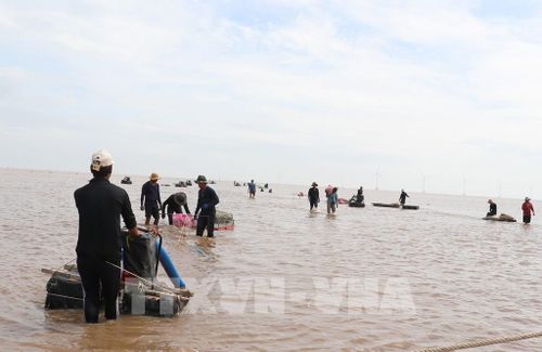 Người lao động sáng chế phương tiện cào nghêu bằng máy để tiết kiệm sức. Ảnh: Hữu Chí - TTXVN