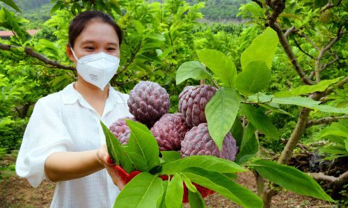  Giống na tím trồng tại xã Nghĩa Phương. 